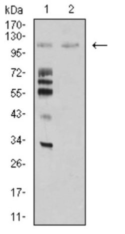 Mind Bomb 1/MIB1 Antibody (6A9C9) - BSA Free, Novus Biologicals:Antibodies:Primary